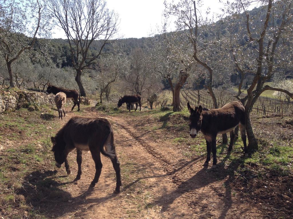Agriturismo Biologico Ebbio Βίλα Monteriggioni Εξωτερικό φωτογραφία